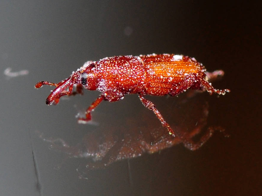 大米有黑色小虫子是什么虫子,大米里面有黑色小虫子哪里来