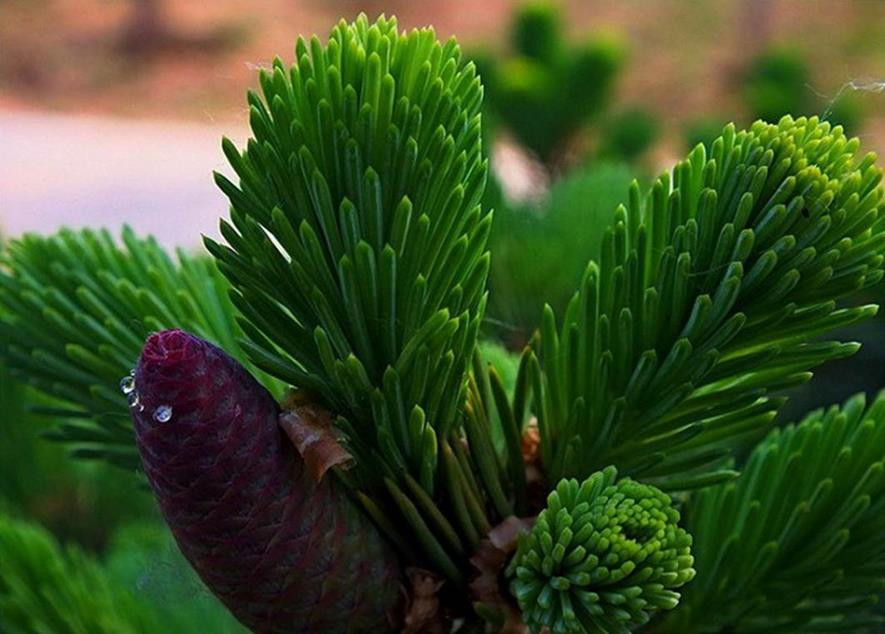 百种味道的果子,百种果实图片