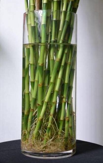 水培富贵竹黄叶怎么办？找准对策，根系壮，叶片多，绿油油