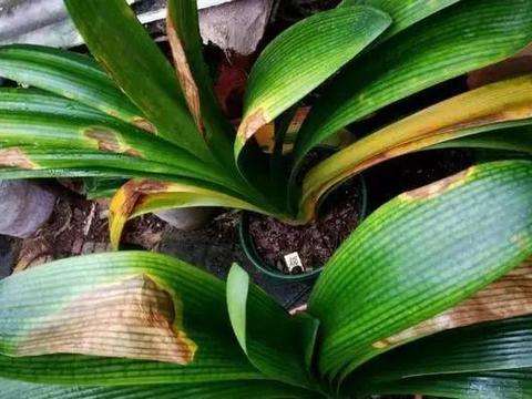 君子兰起烂斑怎么治,君子兰长铁锈斑病六月份能换土吗