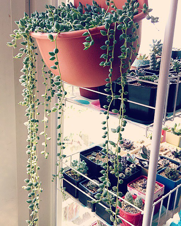 多肉植物一年四季可以晒太阳吗,夏季怕热怕晒的多肉植物