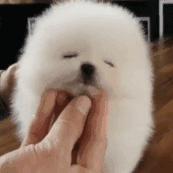 养狗新手与老手的区别,养狗为什么要养纯种犬