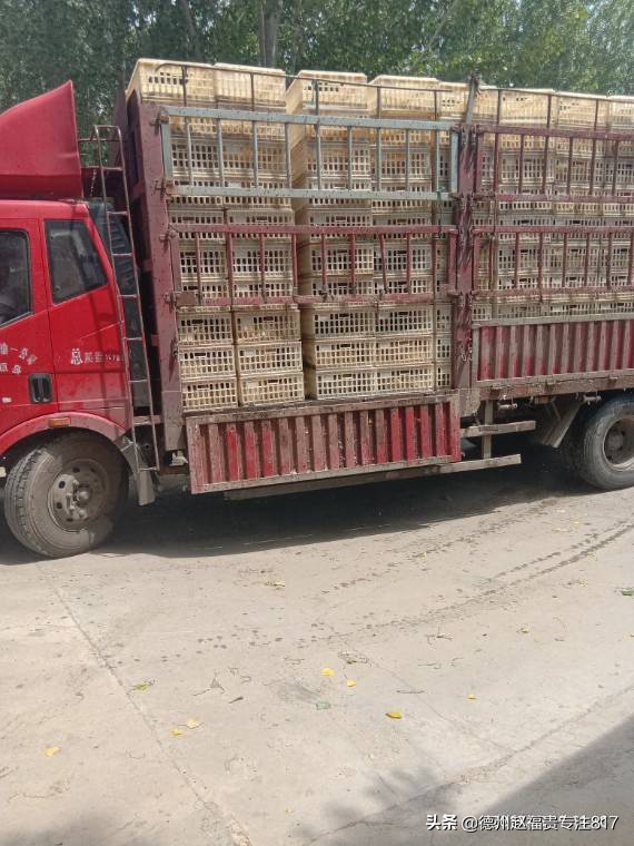 青脚麻鸡的饲养管理和生产性能,青脚麻鸡饲养流程