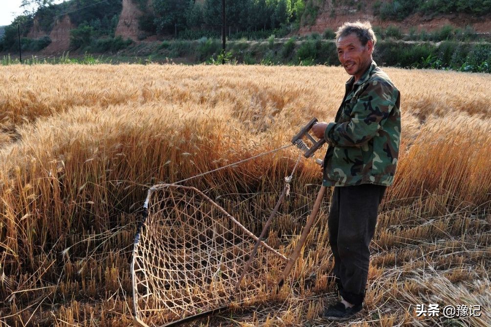 五月麦梢黄，谁家的闺女不看娘？