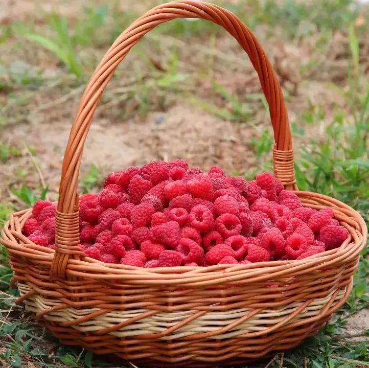 通辽开鲁有什么好的小吃,通辽市开鲁县果树