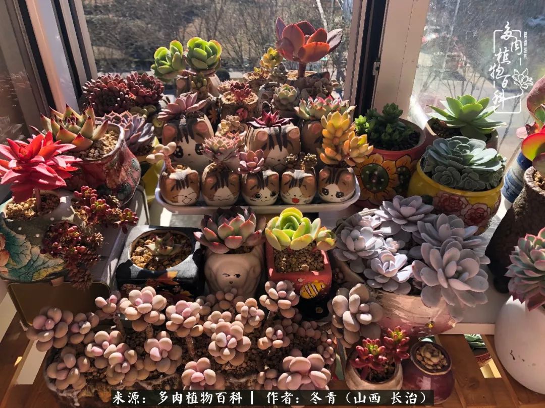 新手养多肉知道这4点打好基础,阳台上养多肉的正确方法