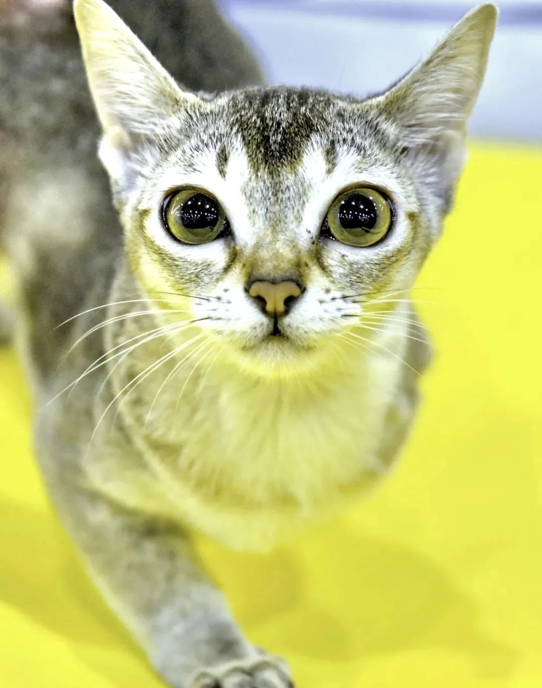 猫咪里面最温顺的是什么猫,什么猫咪是世界上最最温柔的猫咪