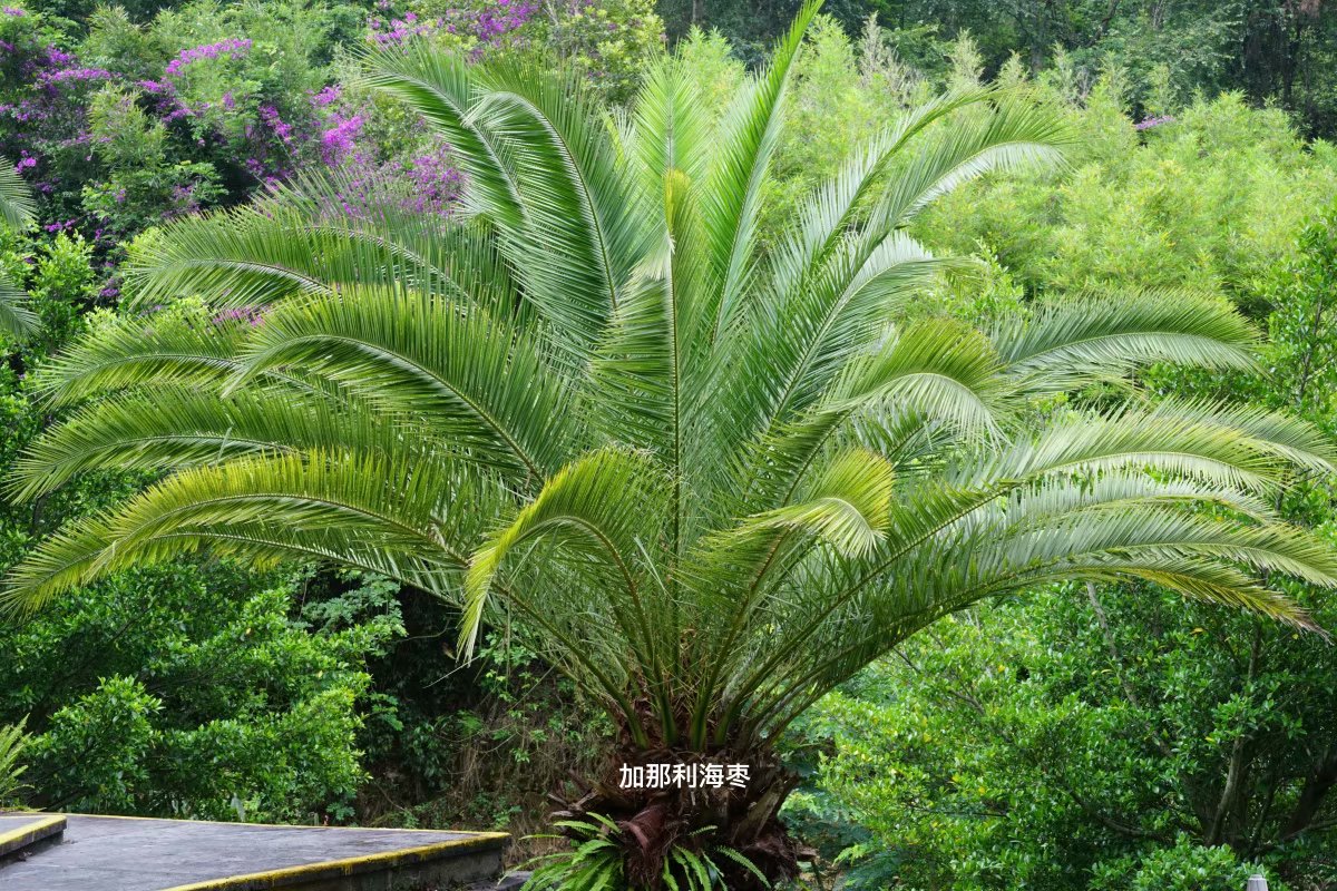 第1天去腾冲怎么玩,第一次去腾冲住哪里