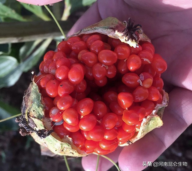 重楼根腐病最有效的防治方法,重楼烂叶病和烂杆病要用什么药