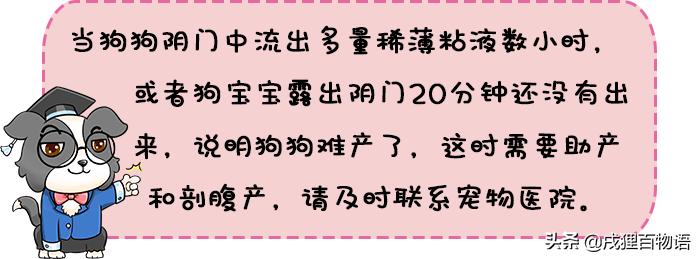 你会给狗狗接生吗?狗狗第一次生孩子需要注意什么?