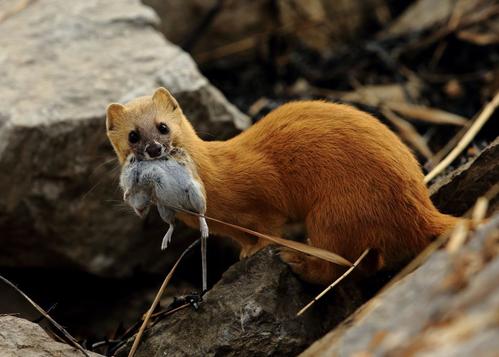 黄鼠狼是怎么攻击老鼠的,黄鼠狼怕什么怎么驱赶黄大仙