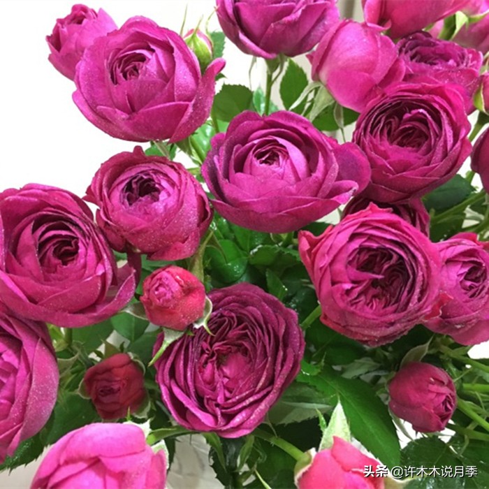 月季生病了可以不喷药自愈吗 (月季如何避免少生病)