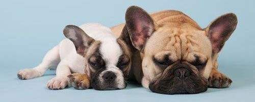 狗狗去世如何处理,狗狗去世了怎么处理