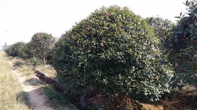 「苗木通新晋会员」湖州陈春耕：细节具体、价格适中、售后保障