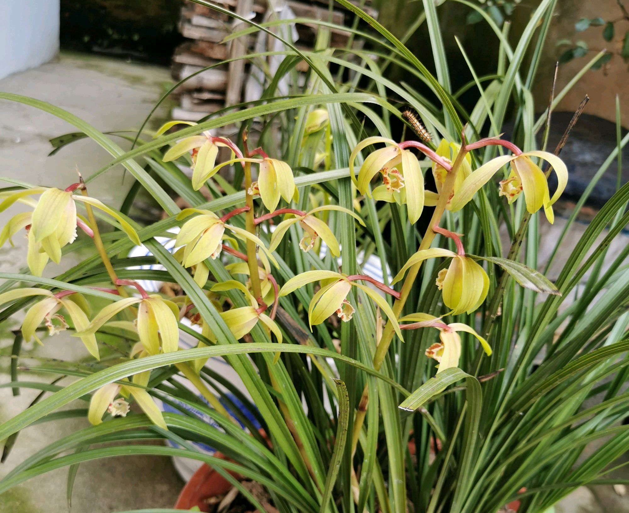 兰花无根无叶的老芦头需要剥离吗,兰花怎样捂花苞