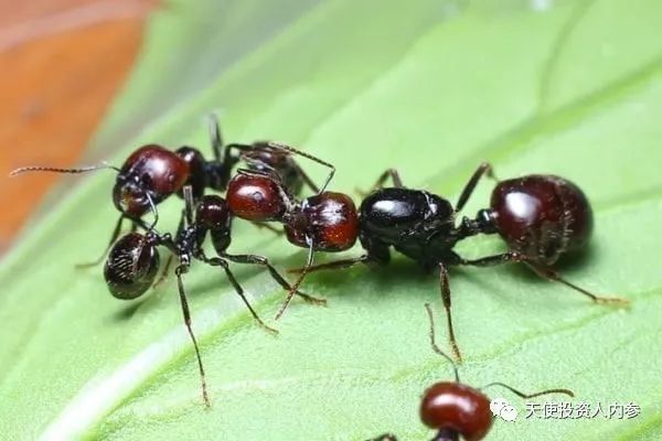 「我是创始人」034:凡高@跨境动植物电商MyHomeNature