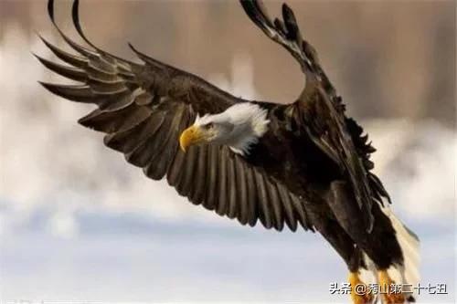 平头哥是不是世界上最凶猛的动物,世界十大凶猛动物平头哥