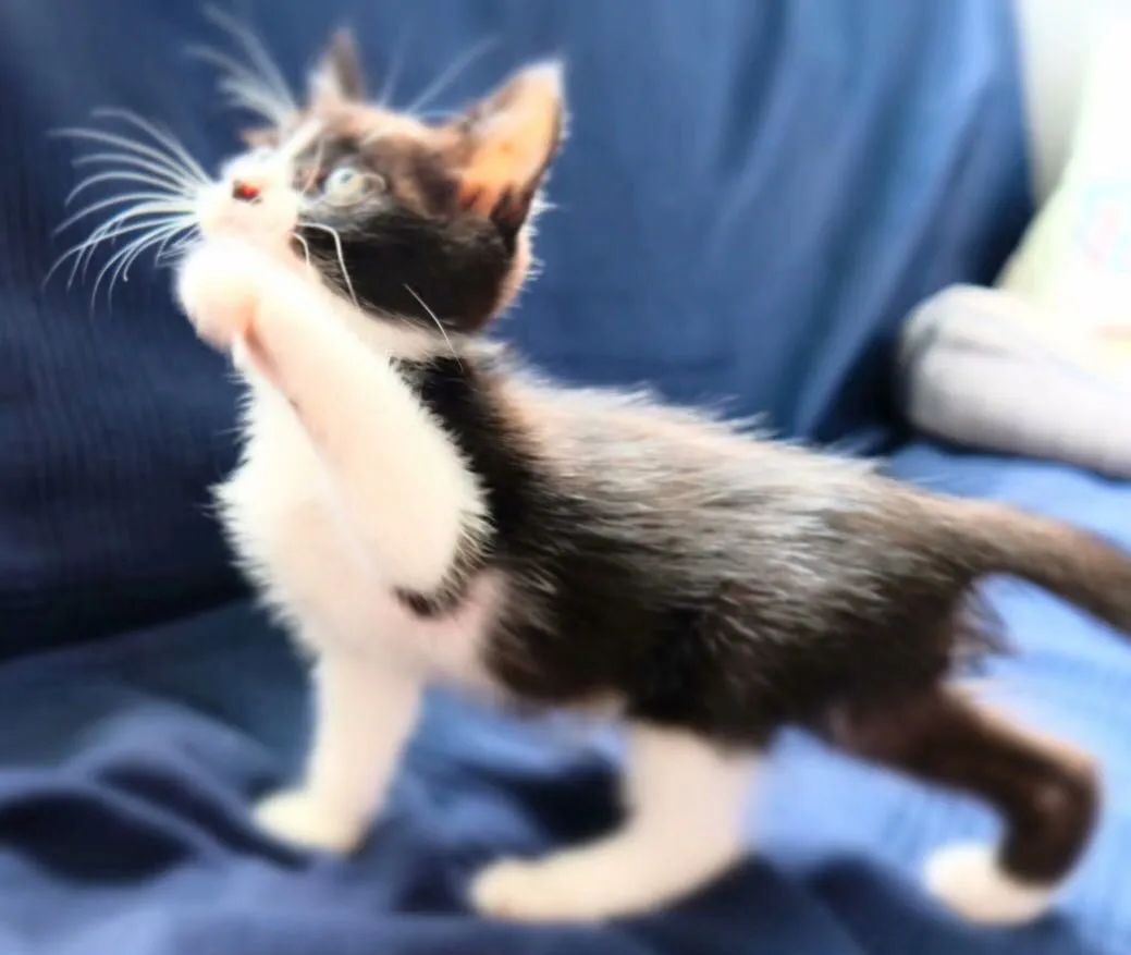 毛孩子散步回家,毛孩子去新家从此不再流浪