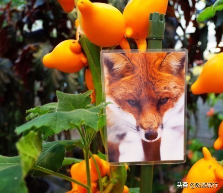 日本关西京都奈良旅游,日本关西自由行之奈良