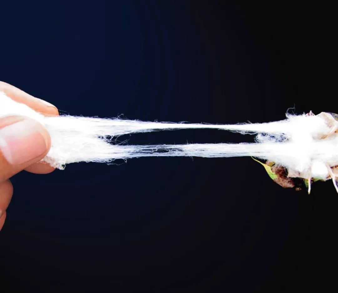 地球上最好的岛屿,世界上最好的棉花是什么棉