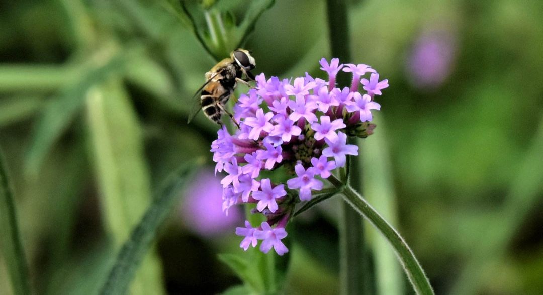 柳叶马鞭草春季养护,柳叶马鞭草阳台