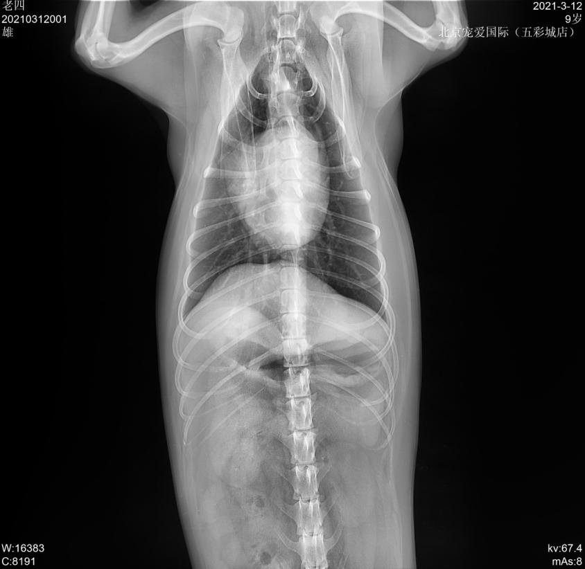 狗狗肚脐鼓包长大后能自愈吗,狗会阴疝复发咋办