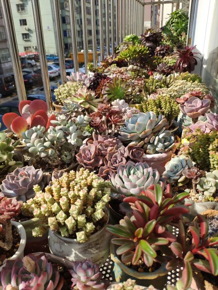 每一棵多肉都承载了一段时光,每一棵多肉都是独一无二