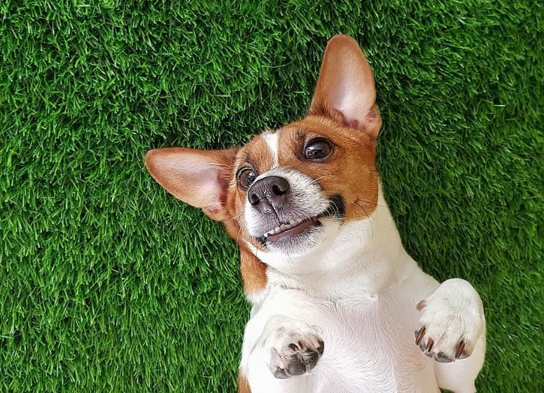 狗狗生完小狗缺钙的表现,狗狗缺钙的表现