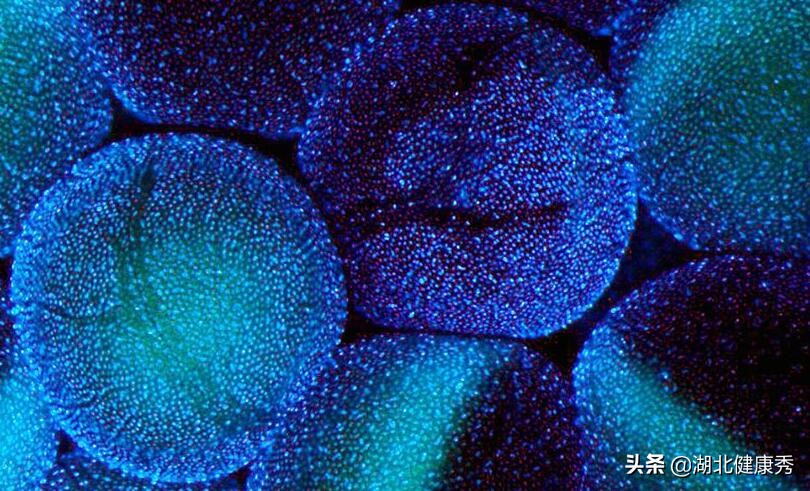 试管婴儿促排卵,只要跨过这3道坎,算是成功了一半