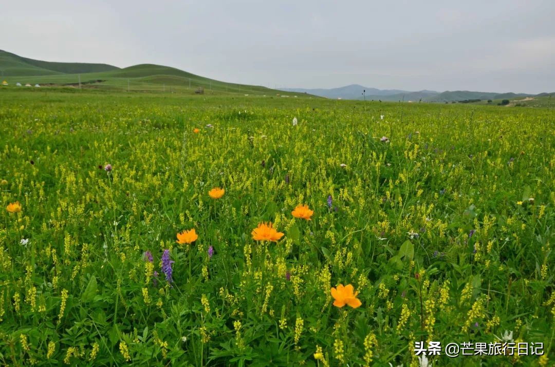 内蒙古最东边的草原,内蒙古真正的草原在哪里