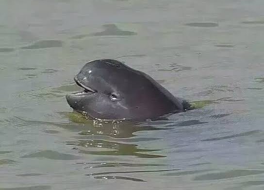 白鲟已经灭绝,中华鲟和长江鲟还好吗?