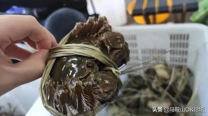 丁真到新龙,大乱斗回血丁真