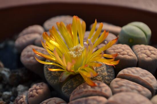 生石花怎么养，生石花的养殖方法和注意事项