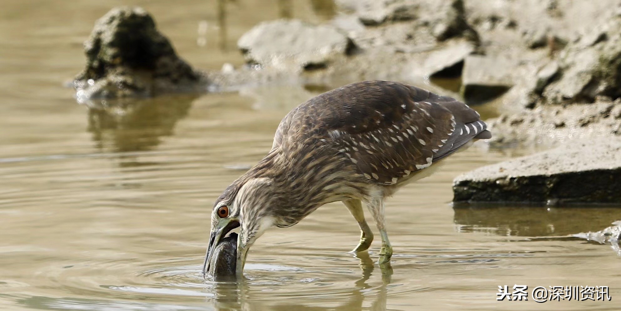 深圳红树林之旅，懂得取舍的候鸟！