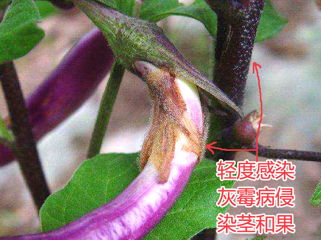 茄子灰霉和霜霉的区别,茄子蚜虫危害