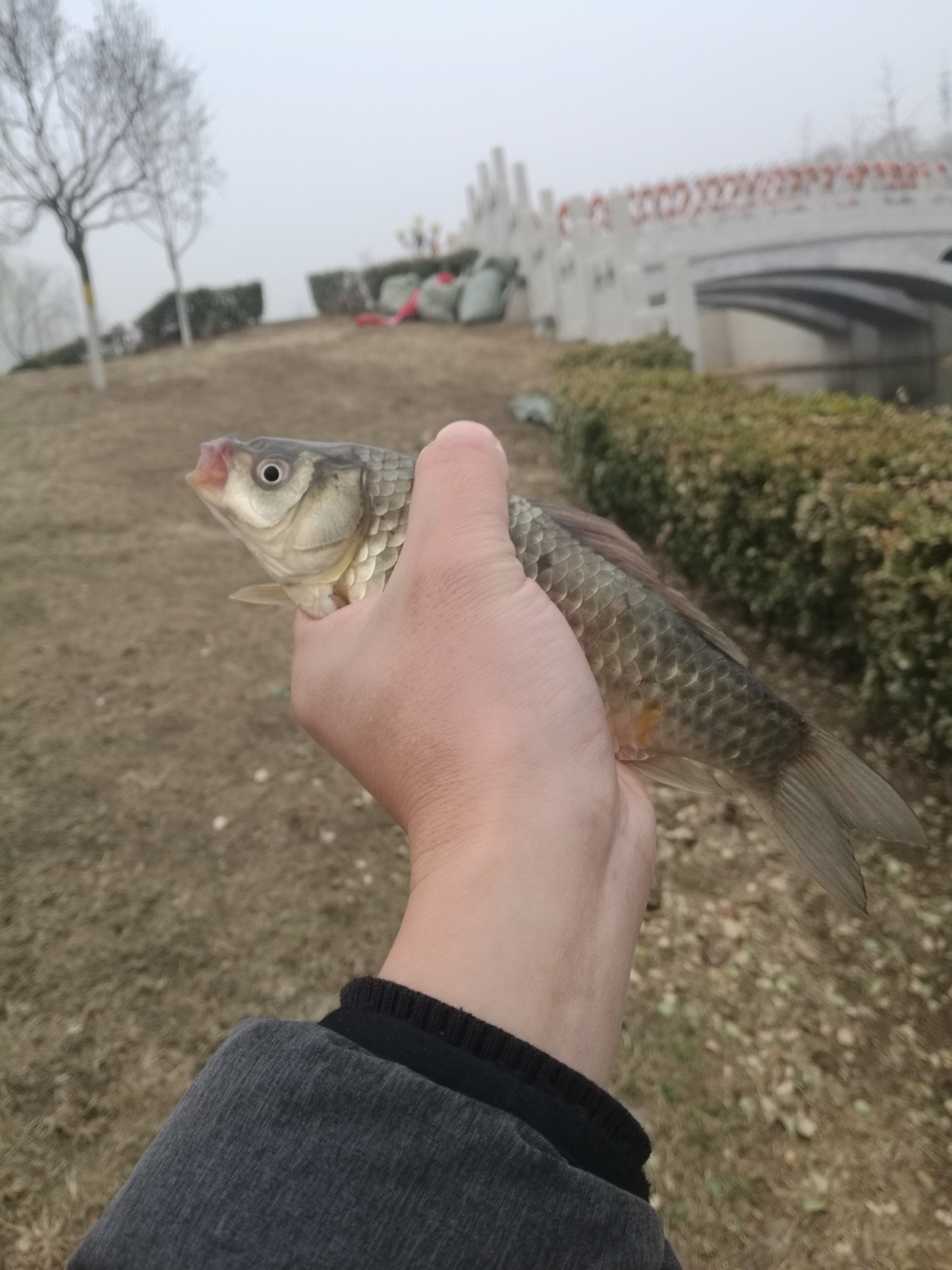 野钓鲫鱼绝密技巧大全,野钓钓鲫鱼技巧详解全攻略
