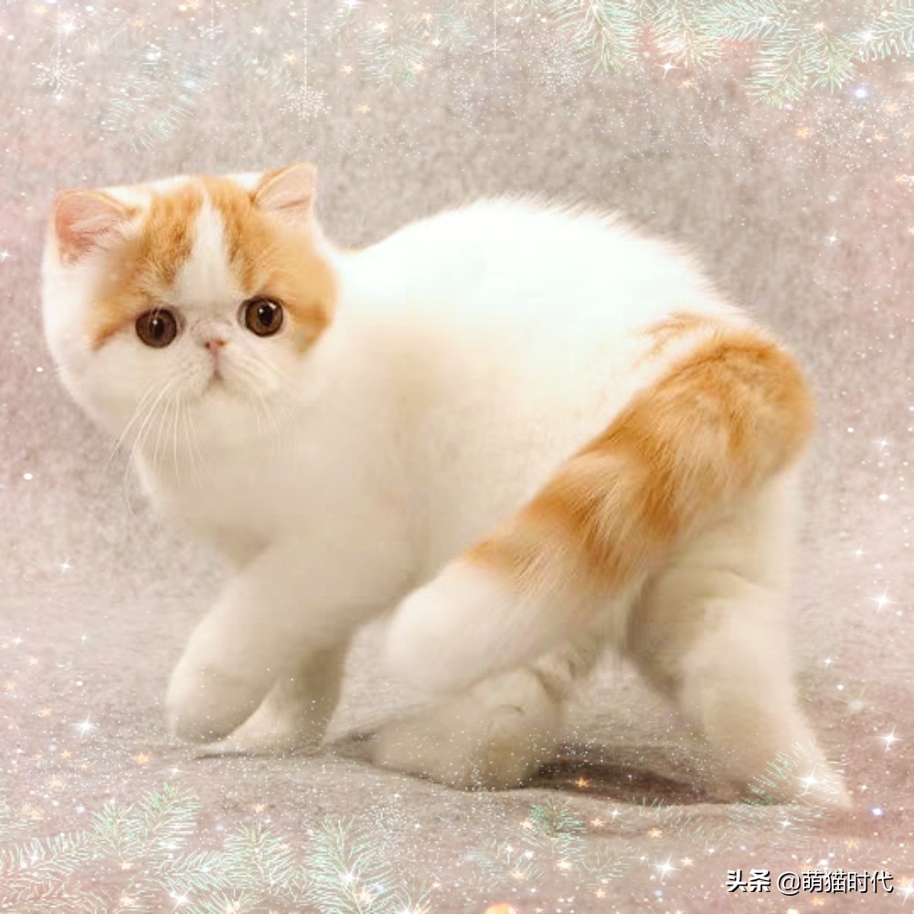 短毛卷毛猫有哪些品种,无毛猫和德文卷毛猫能配出来什么