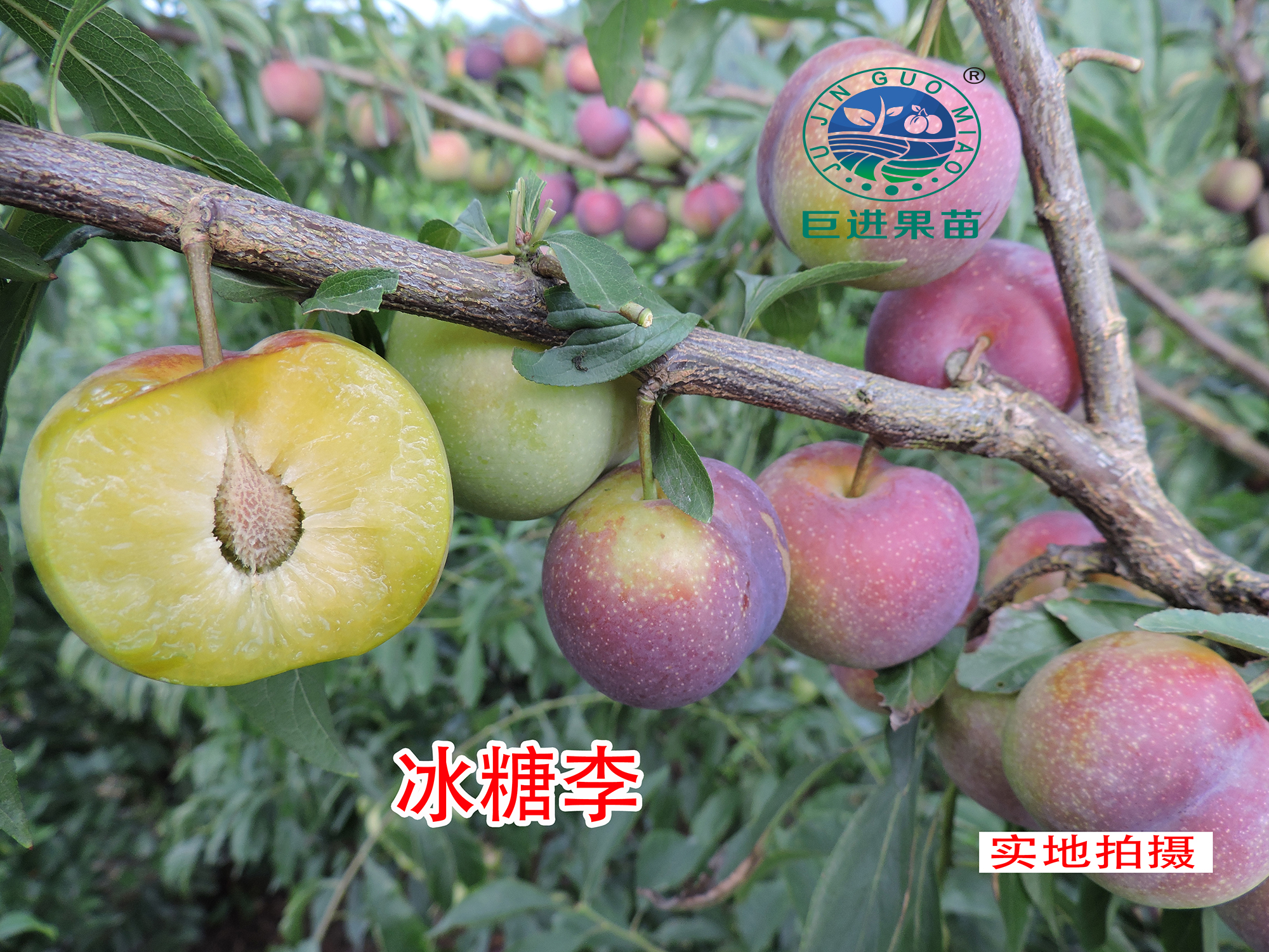 中国最具种植前景水果钙果,四川种植什么水果前景最好