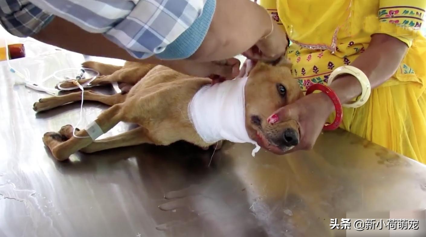 狗妈妈浑身哆嗦,狗妈妈浑身发抖