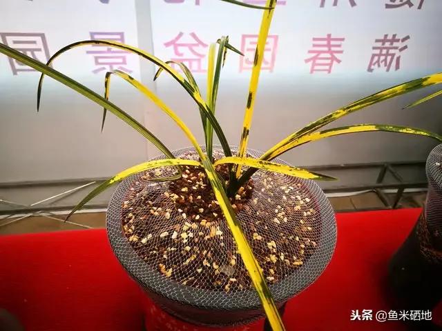 最贵的兰花价格排行榜前十名,2021年最贵兰花成交价格