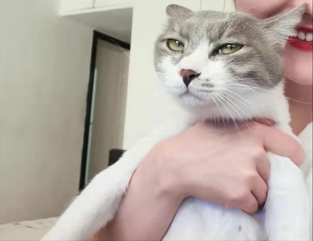 猫咪可爱图片中华田园猫,中华田园猫猫咪图片