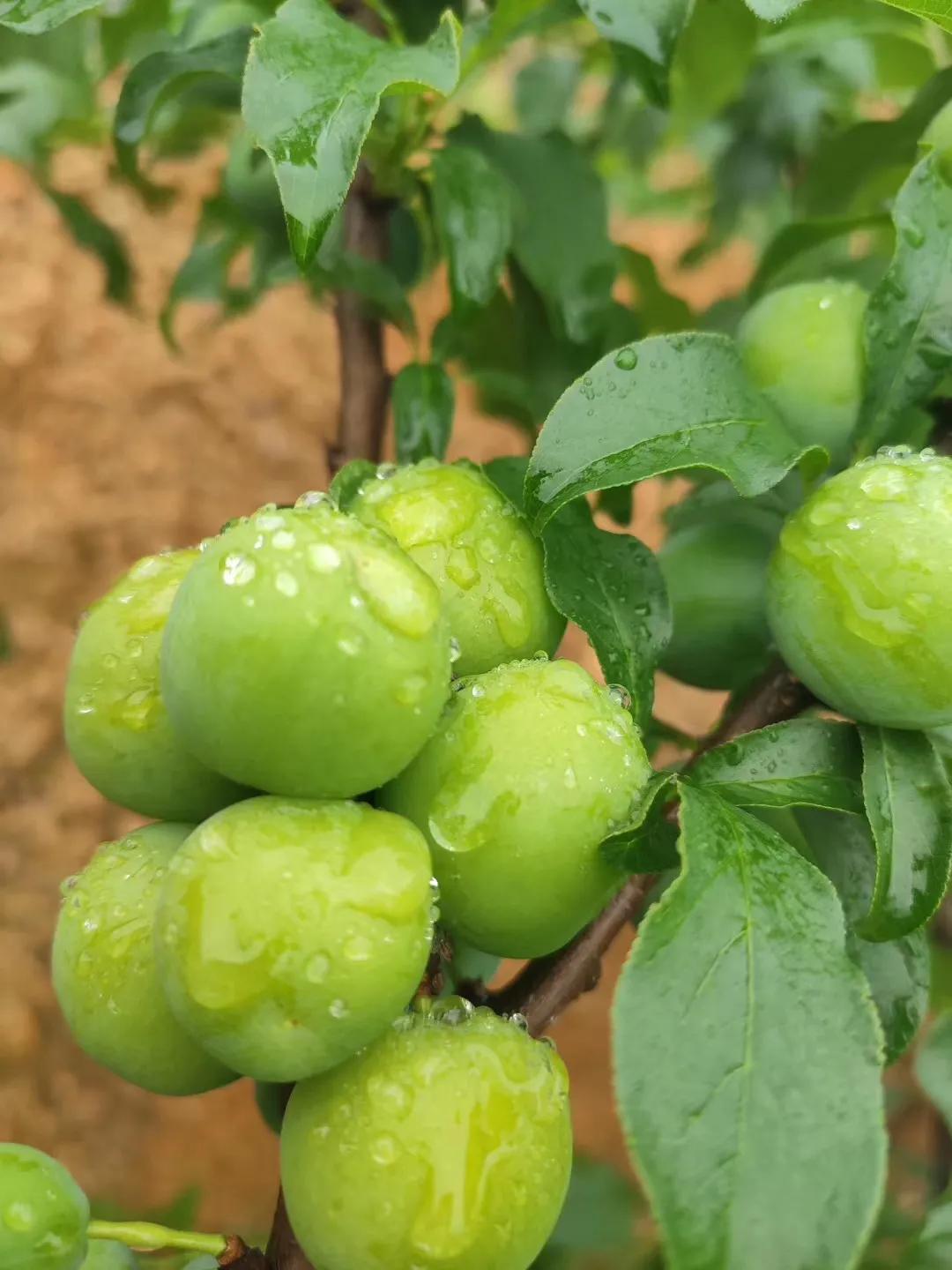 三华李南华李的区别,银妃三华李是早熟好还是迟熟好吃