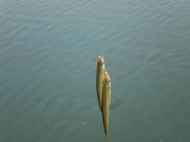 白条闹窝最佳解决方法,白条闹窝怎么解决