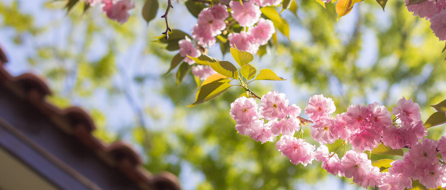 看山看水独坐听风,看山看水看花落听风听雨