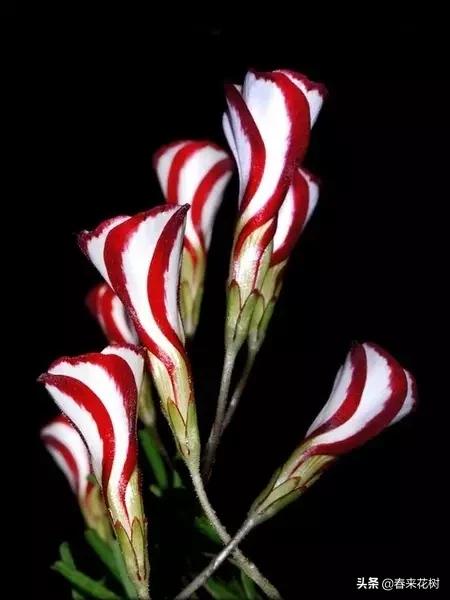 神奇的植物图片及介绍大全,十大最好的神奇植物