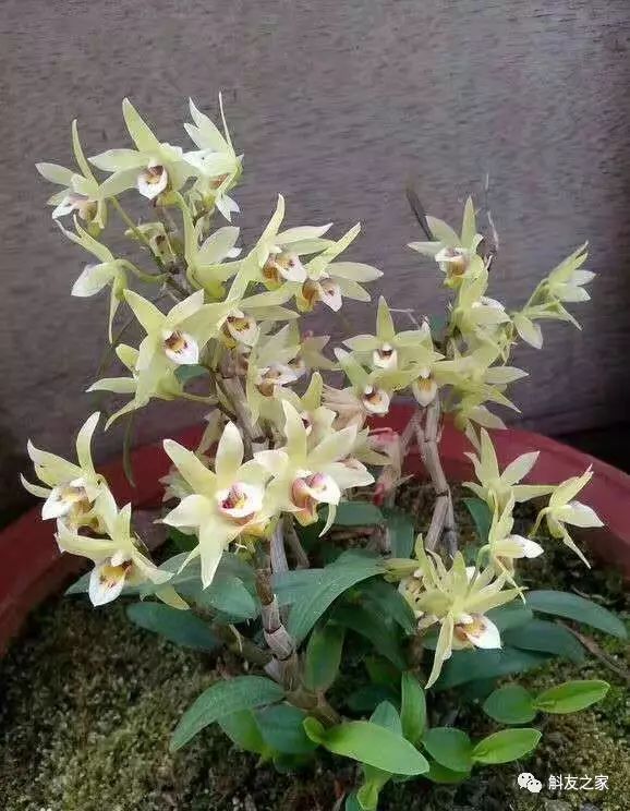 石斛兰黄叶怎么解决,为什么石斛兰叶子很脆