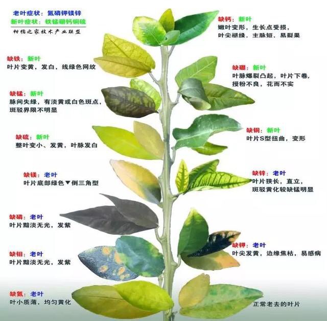 edta螯合微量元素对植物的影响,edta螯合微量元素使用禁忌