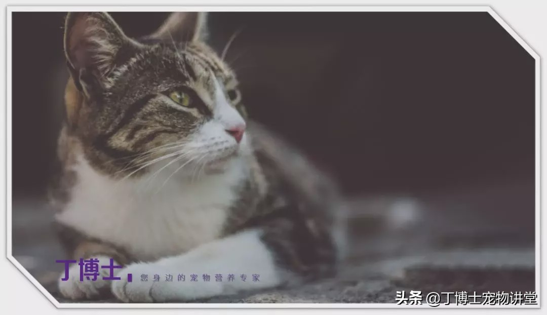 宠物猫营养补充剂怎么吃,幼猫健康饮食食谱图表