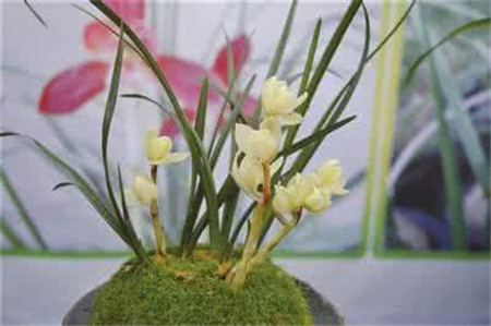 兰花品种大全最名贵的兰花,十大名贵兰花最好养活的兰花