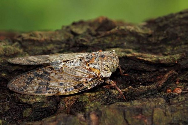 常见四种知了,常见的知了